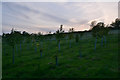 ST0041 : West Somerset : Grassy Field by Lewis Clarke