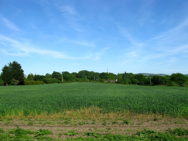 Common Field