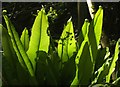 SX8658 : Harts-tongue fern, Whitehill Lane by Derek Harper