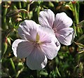 Cranesbill Geranium sanguineum