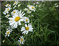 Flowers on Embankment near 9/11 Memorial, Olympic Park, Stratford