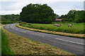 Horses beside Hare Lane