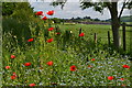 Poppies at East Stour