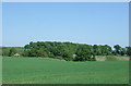 Crop field and woodland near Mid Mill