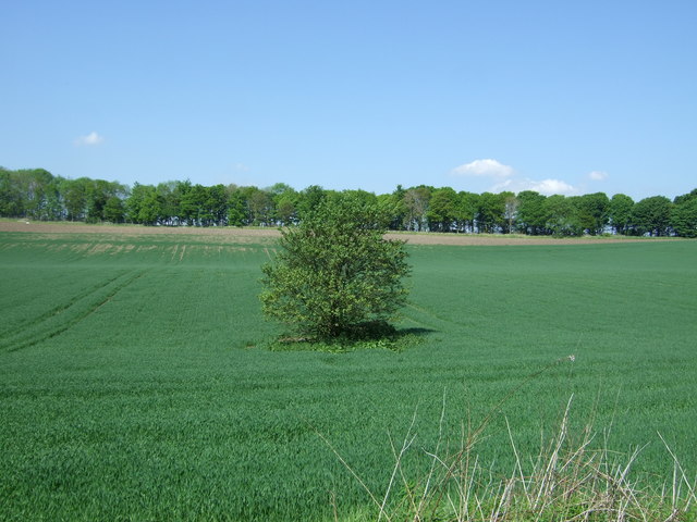 Crop field, Craigs Bank
