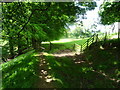 Light and shade on the footpath