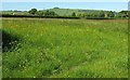 Field by Waddeton Road