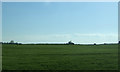 Crop field near Dunfermline