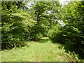 Track in Surrells Wood