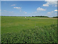 Horse paddocks by Old Methwold Road