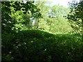 Footpath passing Dogkennel Pool