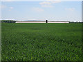 Arable crop on RAF Methwold airfield site