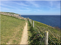 SY9876 : South West Coast Path on Seacombe Cliff by John Allan