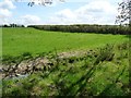 Hedged field boundary, north-west of Tyddyn Uchaf