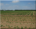 Vegetable field on RAF Methwold site