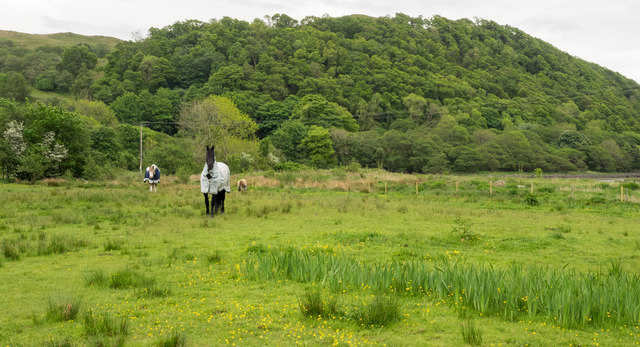 Horses in field at Fearnach Bay