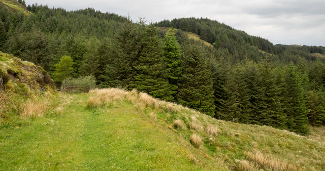 Grassed road approaching coniferous plantations