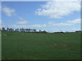 Grazing, Westertoun