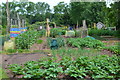 Allotments at Cannington