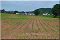 Lines of new shoots, looking towards Rodway