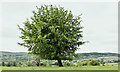 Tree, Ballyvesey near Glengormley (May 2017)