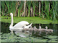 A swan and six cygnets on the Grantham Canal