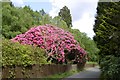 Rhododendron in flower