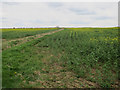 Oilseed rape fields near Cambourne