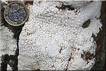 NG3230 : Lichen by Anne Burgess
