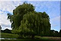 Willow tree in Bushy Park