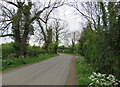 Dadlington Lane towards Dadlington