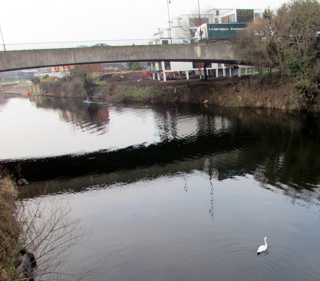 Swan on the Wye, Hereford