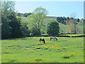 Horses grazing in a buttercup meadow south of Rookhope