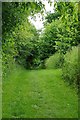 Verdant Path to Hedingham