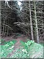 Path leading to Backaderry Wood