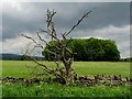 Dead tree by the roadside