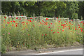 Poppies in the central reservation