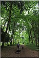 Woods above Quantock Lodge School