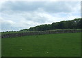 Grazing and stone wall near Bainbridge