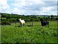 Cattle, Streefe Glebe