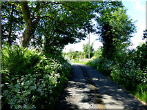 H5475 : Shady along Cloghan Road by Kenneth  Allen