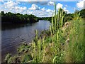 NZ1365 : Weld (Reseda luteola) by River Tyne by Andrew Curtis