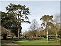 Conifers in Homefield Park