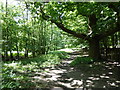 Path in Weald Country Park