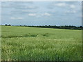 Cereal crop off the A684