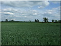 Cereal crop north of Aiskew