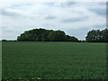 Crop field and woodland off the A684