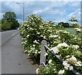 SK4333 : Elderflowers along Derby Road in Draycott by Mat Fascione
