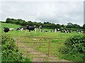 SO3326 : Herd of cows in a field, west of New Hunthouse Farm by Christine Johnstone