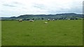 Sheep grazing on high ground at Heightington